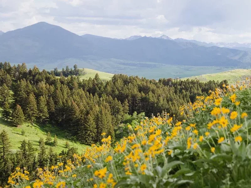 Drinking Horse Mountain Trail in Bozeman Montana