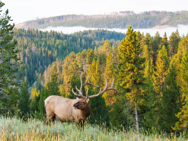 Elk