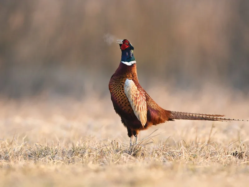 Upland bird
