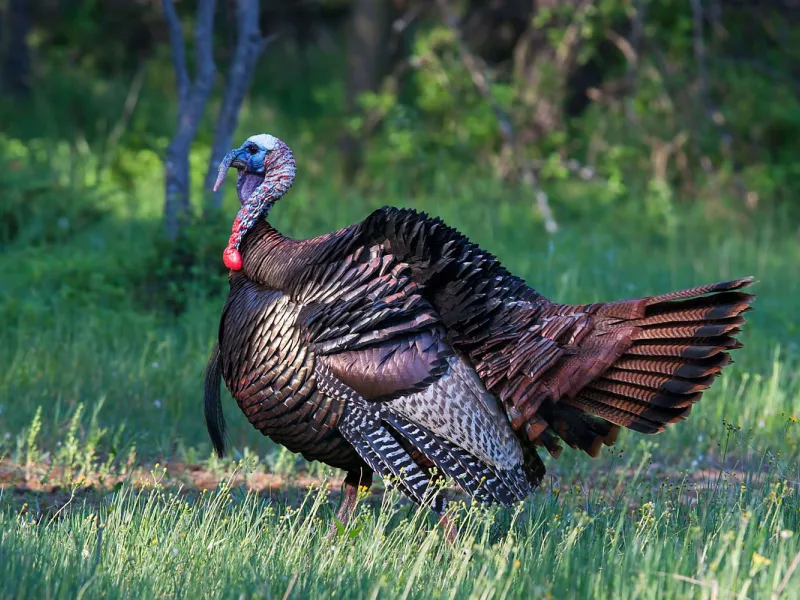 Turkey