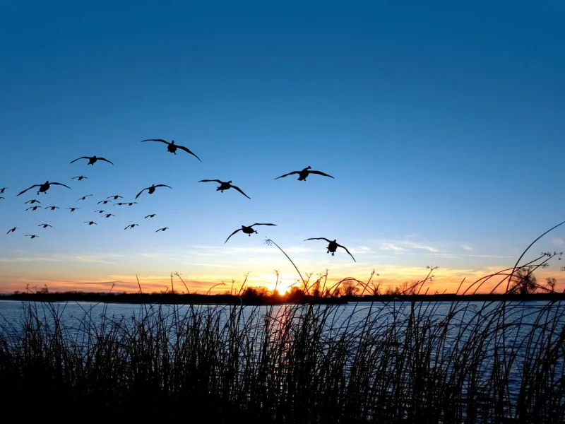 Waterfowl