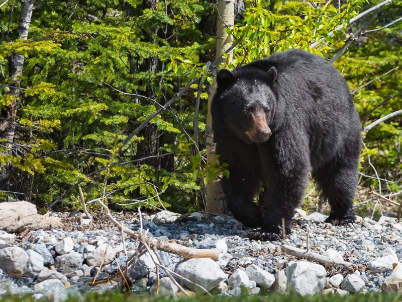 Black bear