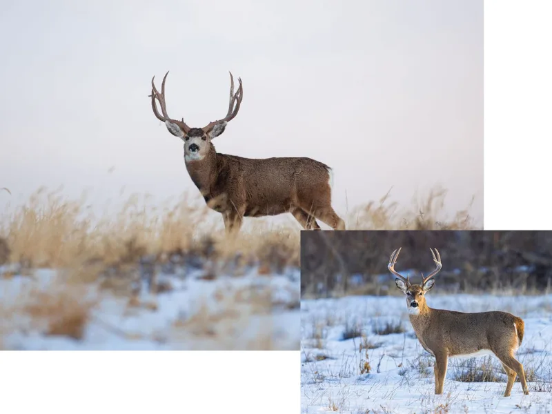 Mule whitetail