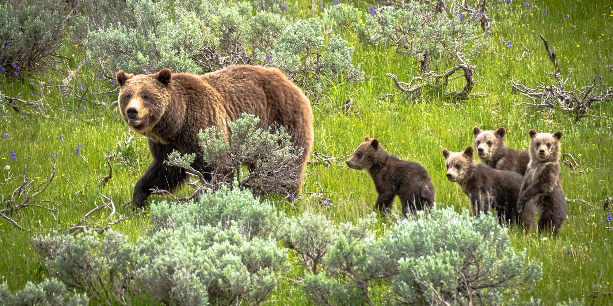 Bears