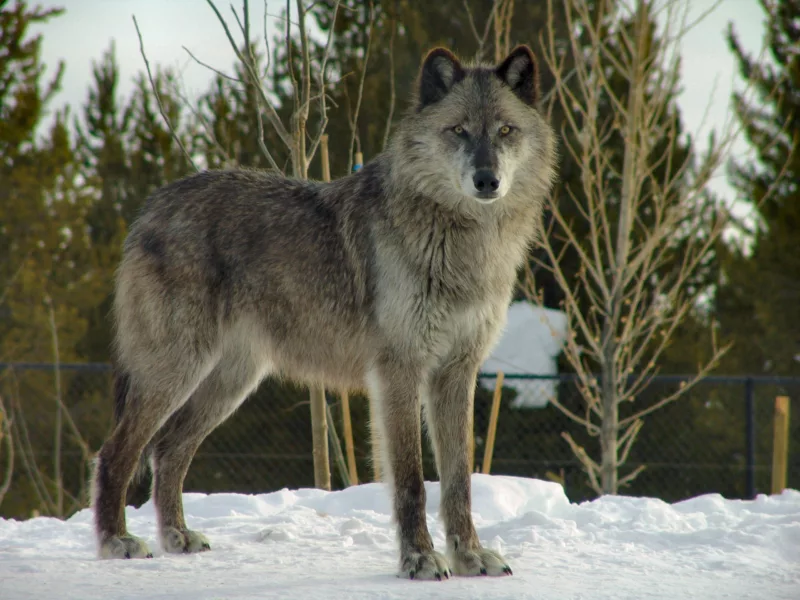 Wolf in Grizzly and Wolf Discovery center