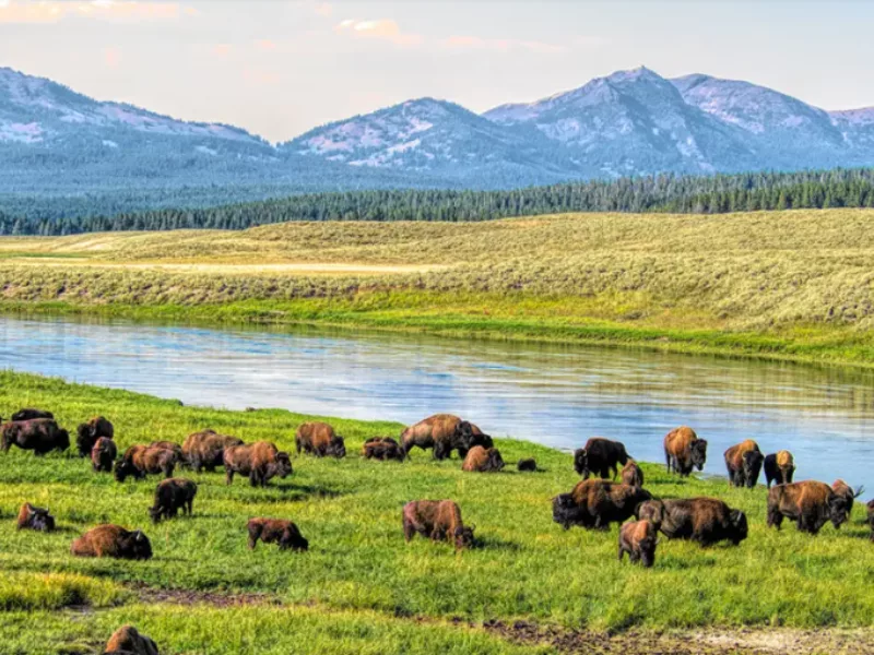 Yellowstone Safaris Main Image