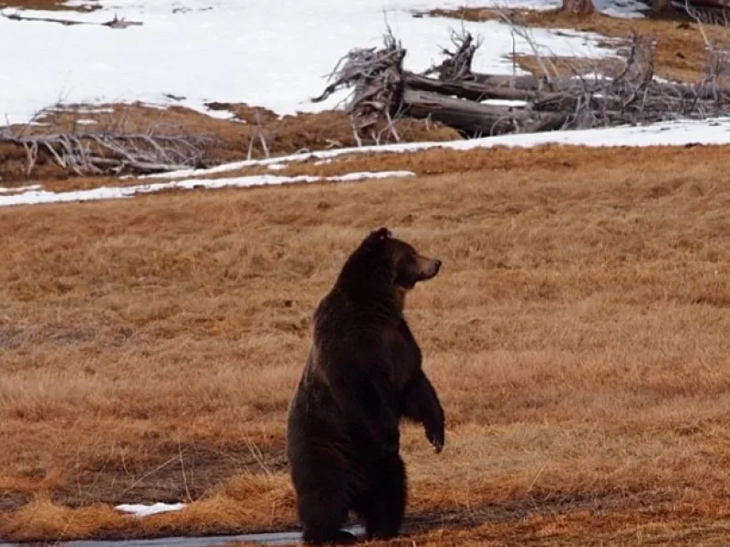 Bear1