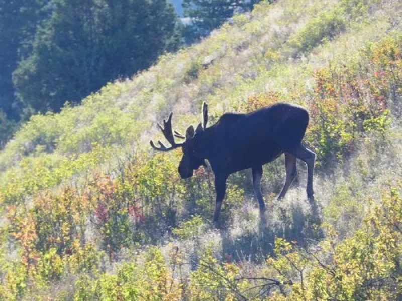 Bigmoose