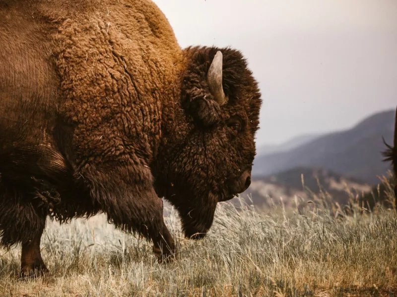 Bison