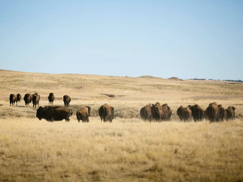 Bison 2023 08 07 230238 adun