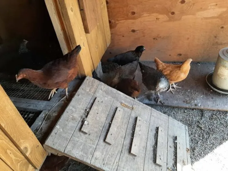 Chickens