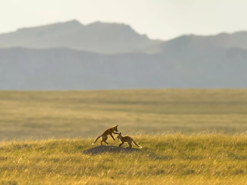 Fox kits playing rocky mountain front edited 01 1920x0 c default