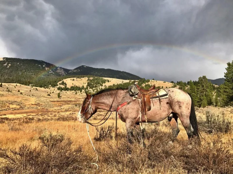 Jakes horses