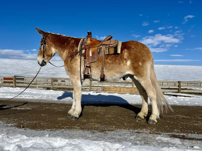 Lucky horse