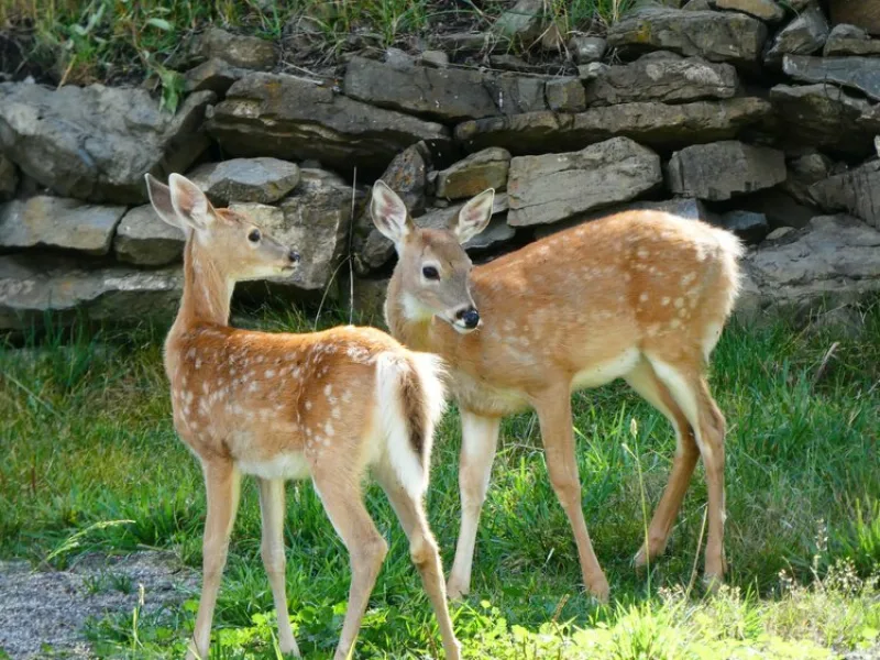 Twinbabies