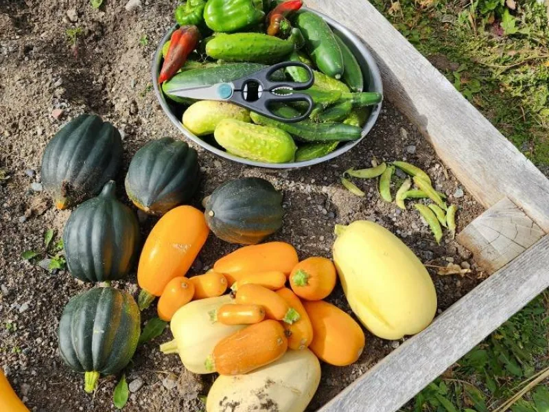 Veggiess