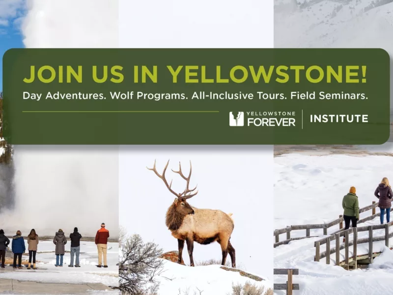 Yellowstone forever