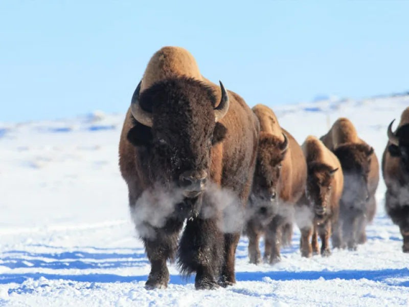 Gallery Full Width Image 1524x1016 winter yellowstone bison 720x480