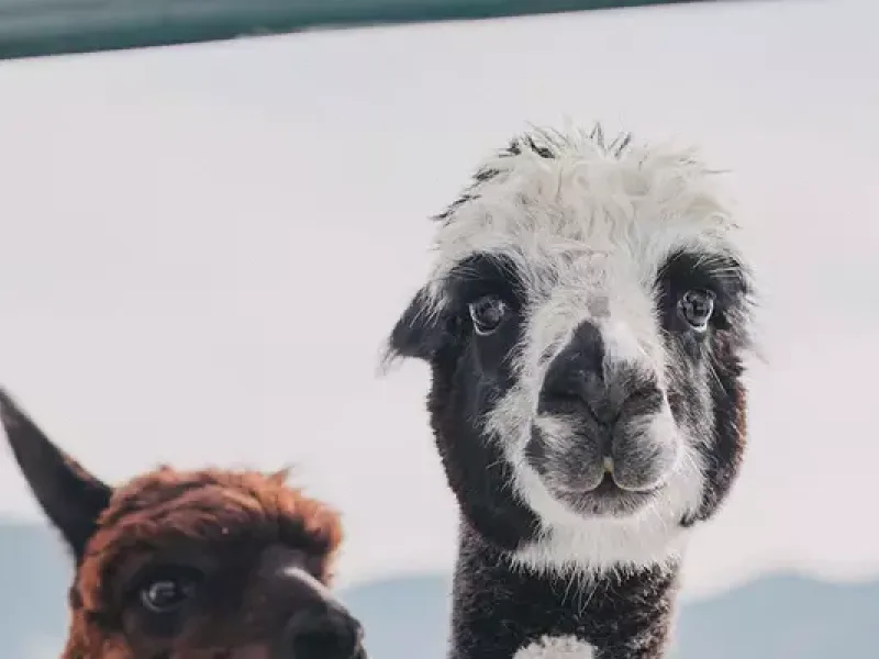Alpacas of Montana About Us 600x