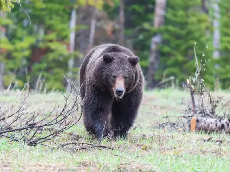 Full Width Block 1440x1080 summer grizzly 720x540 jpg