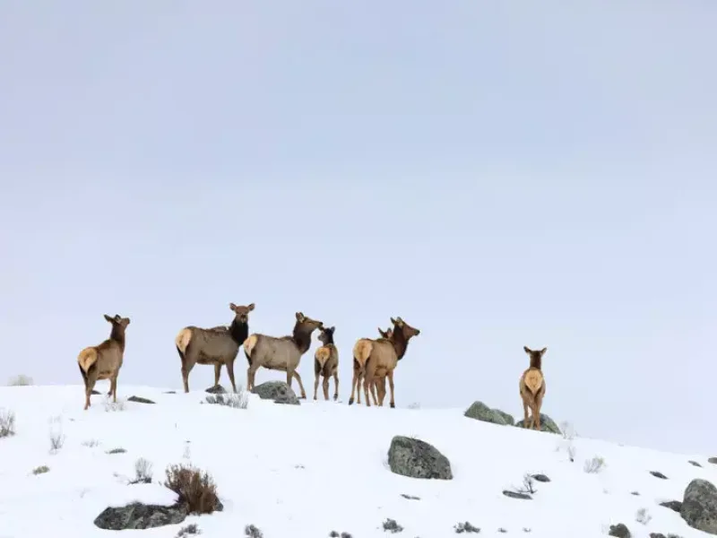 Full Width Block 1440x1080 winter elk 720x540 jpg