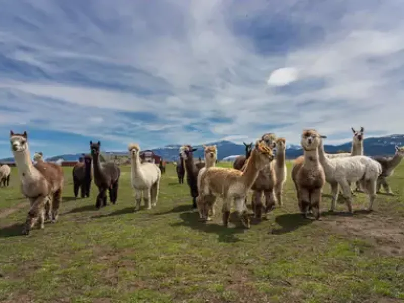 Alpaca farm tour bozeman montana things to do in bozeman 400x