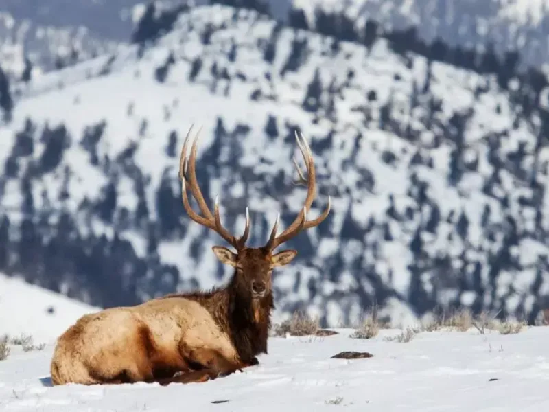 Yellowstone winter wildlife safari deer 975x650 jpg