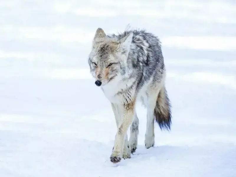 Yellowstone winter wildlife safari wolf 975x650 jpg